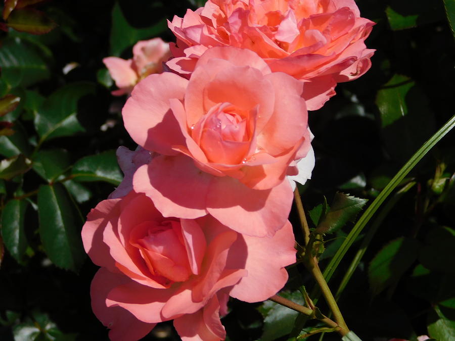Blushing Roses Photograph by Catherine Gagne