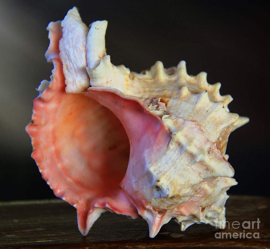 Blushing Shell from Molokai Photograph by Jennifer Bright Burr