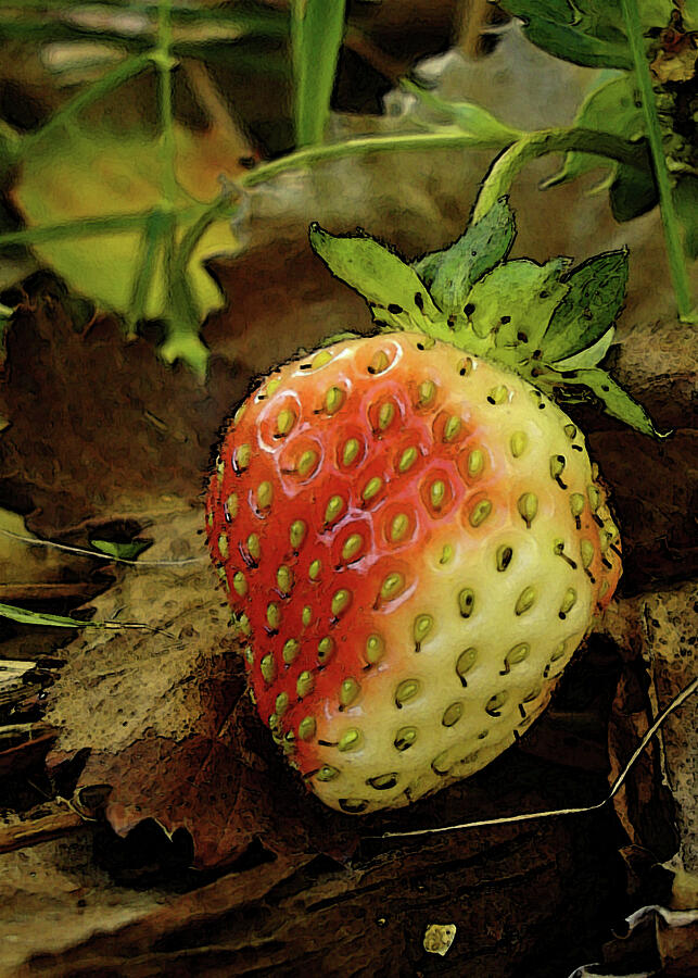 Blushing Strawberry Photograph by Margie Avellino