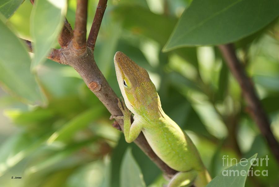 Blusing Lizard Photograph by Shelley Jones