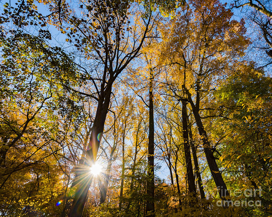 Blydenberg Park Sunburst through the Autumn Trees Photograph by Alissa Beth Photography