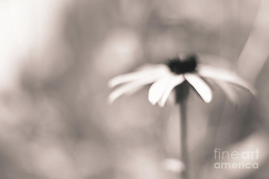 Black And White Photograph - BNW Black Eyed Susan 0827 by Howard Roberts