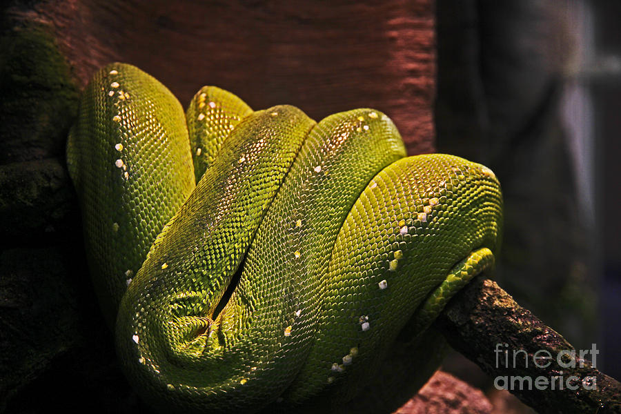 Boa, Coiled, Green Photograph by David Frederick