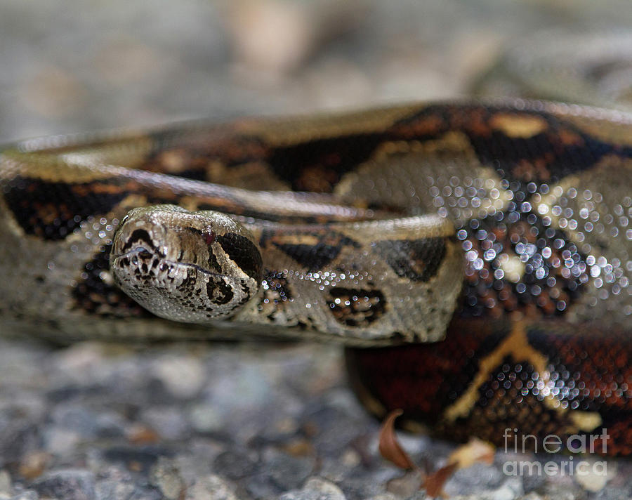 Reptile Photograph - Boa Constrictor by Chris Scroggins