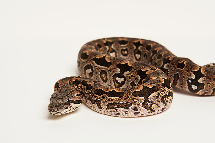 white boa constrictor in a black background