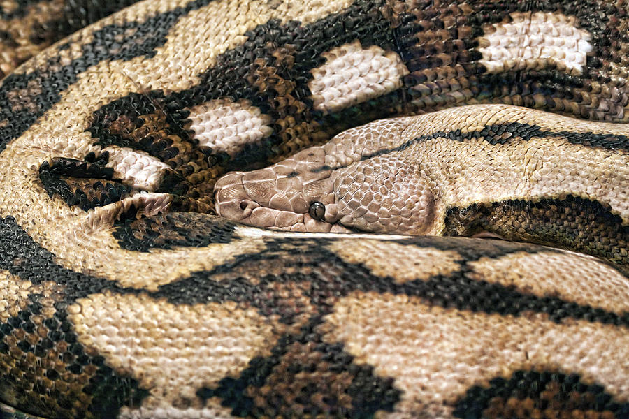 Snake Photograph - Boa Constrictor by Tom Mc Nemar