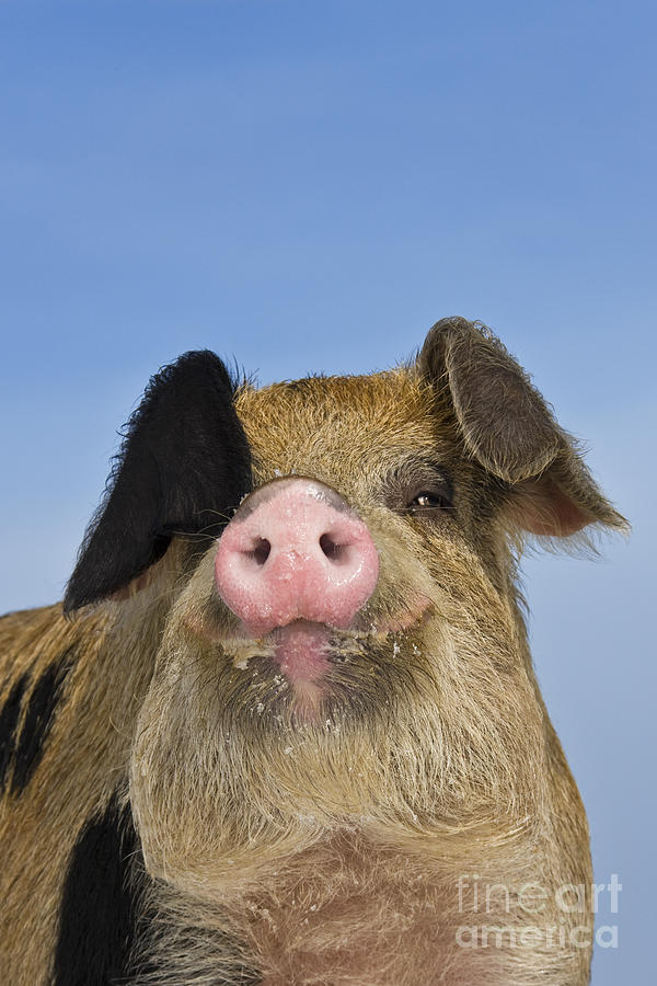 Pig Photograph - Boar Portrait by Jean-Louis Klein & Marie-Luce Hubert