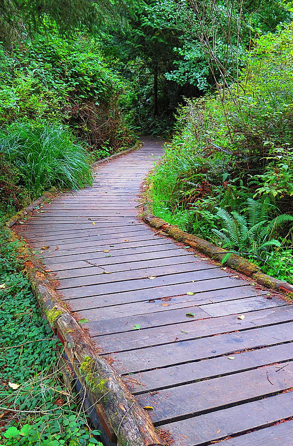 terrigal board walk