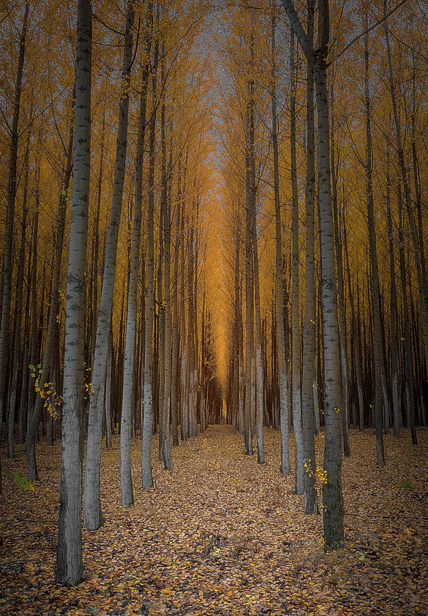 Boardman Tree Farm Photograph by Jeffrey Green - Fine Art America