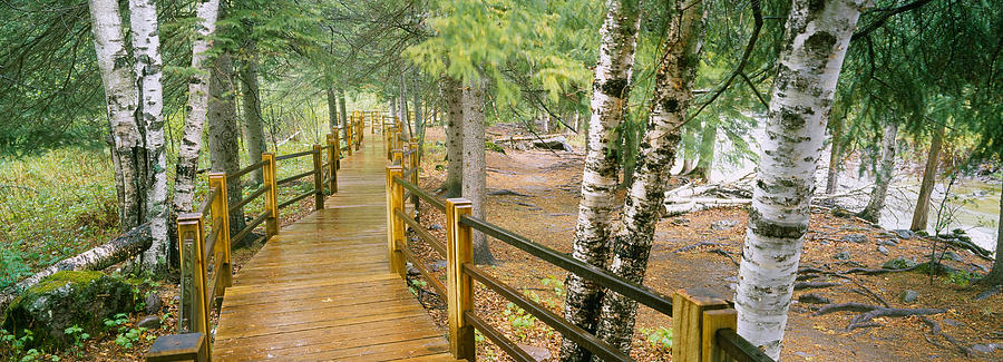 Tree Photograph - Boardwalk Along A River, Gooseberry by Panoramic Images