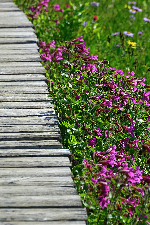 Boardwalk and Flowers in Glacier National Park Photograph by Bruce Gourley