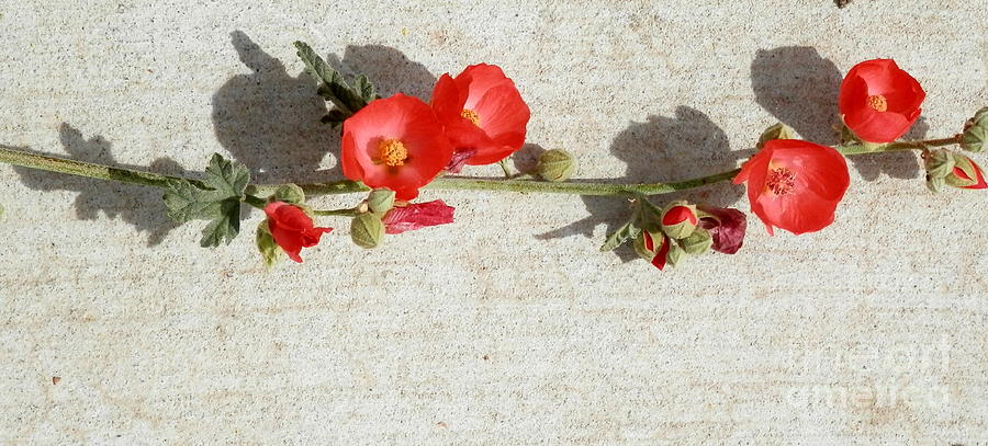 Flower Photograph - Boardwalk florals by Barbara Leigh Art
