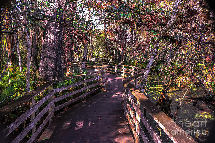 Boardwalk in Corkscrew Sanctuary Swamp Photograph by Claudia M Photography