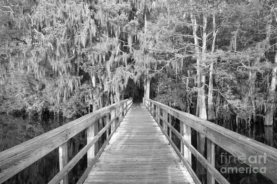 Boardwalk Into The Cypress In Black And White Photograph by Adam Jewell