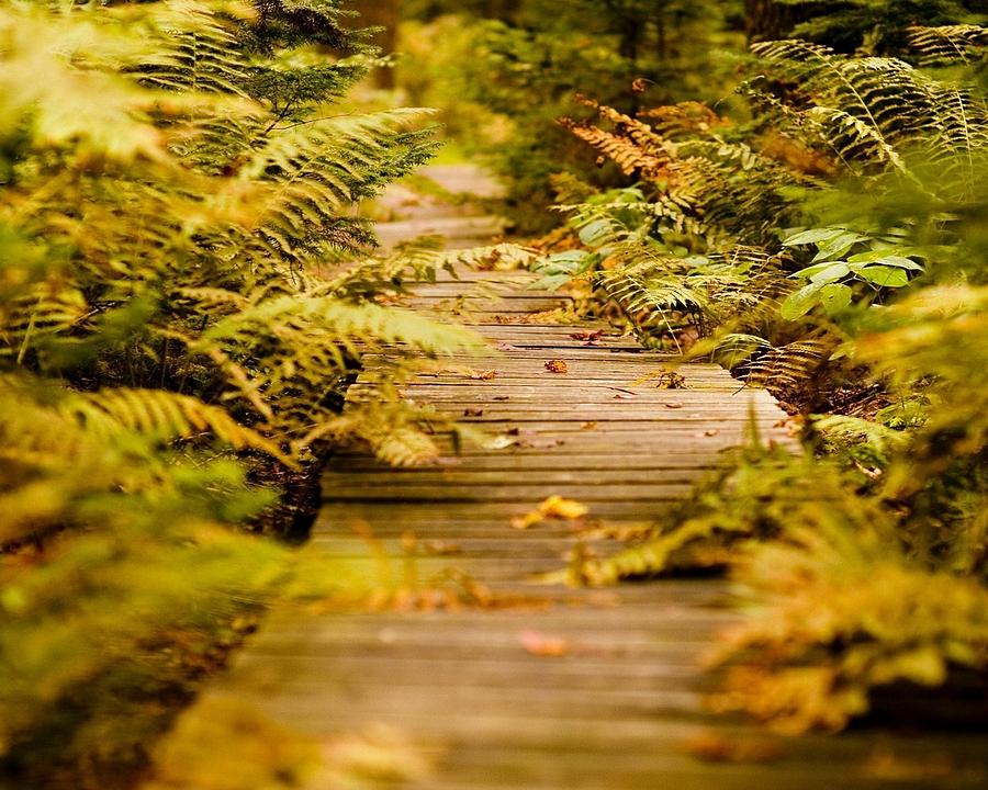 Fall Photograph - Boardwalk by Jackie Russo