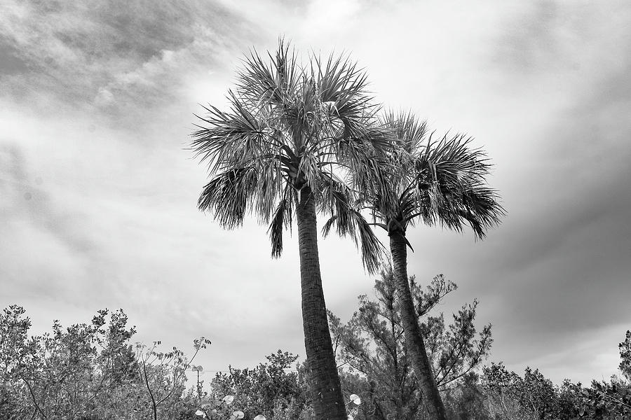 Boardwalk Palms Photograph by Robert Wilder Jr