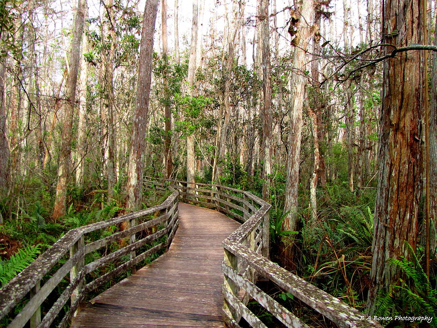 Boardwalk through Corkscrew Swamp Photograph by Barbara Bowen