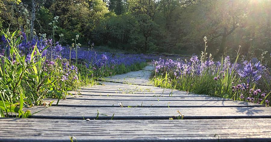 Boardwalk Through The Flowers Photograph by Brian Eberly