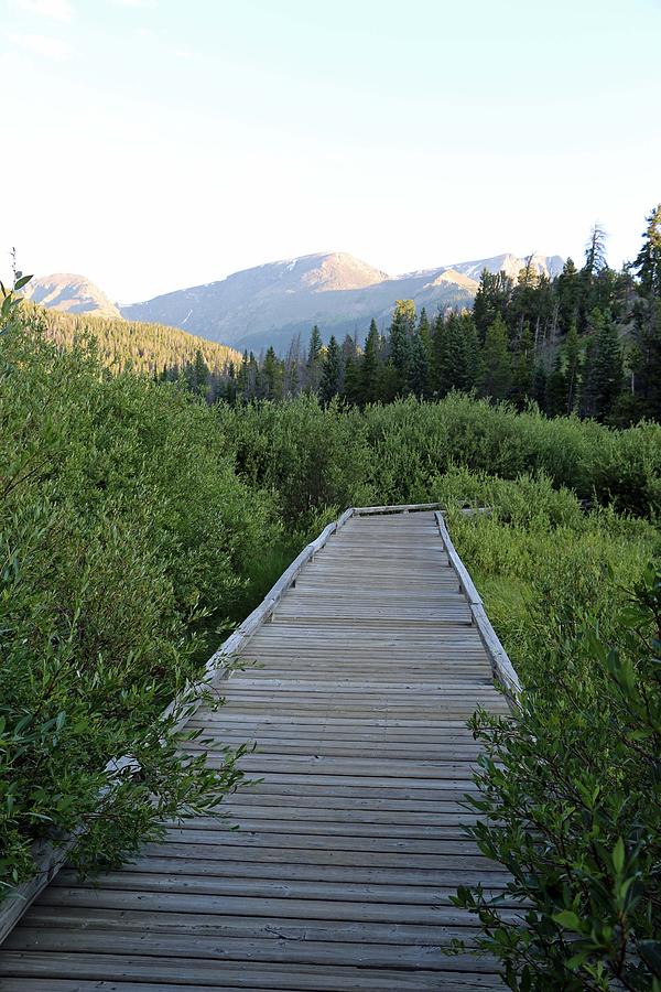 Boardwalk To The Wetlands Photograph by Pamela Critchlow