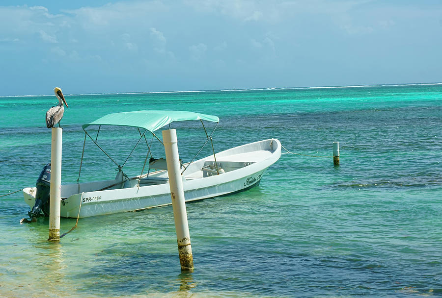 Boat and Pelican on Ambergris Caye Belize Photograph by Waterdancer