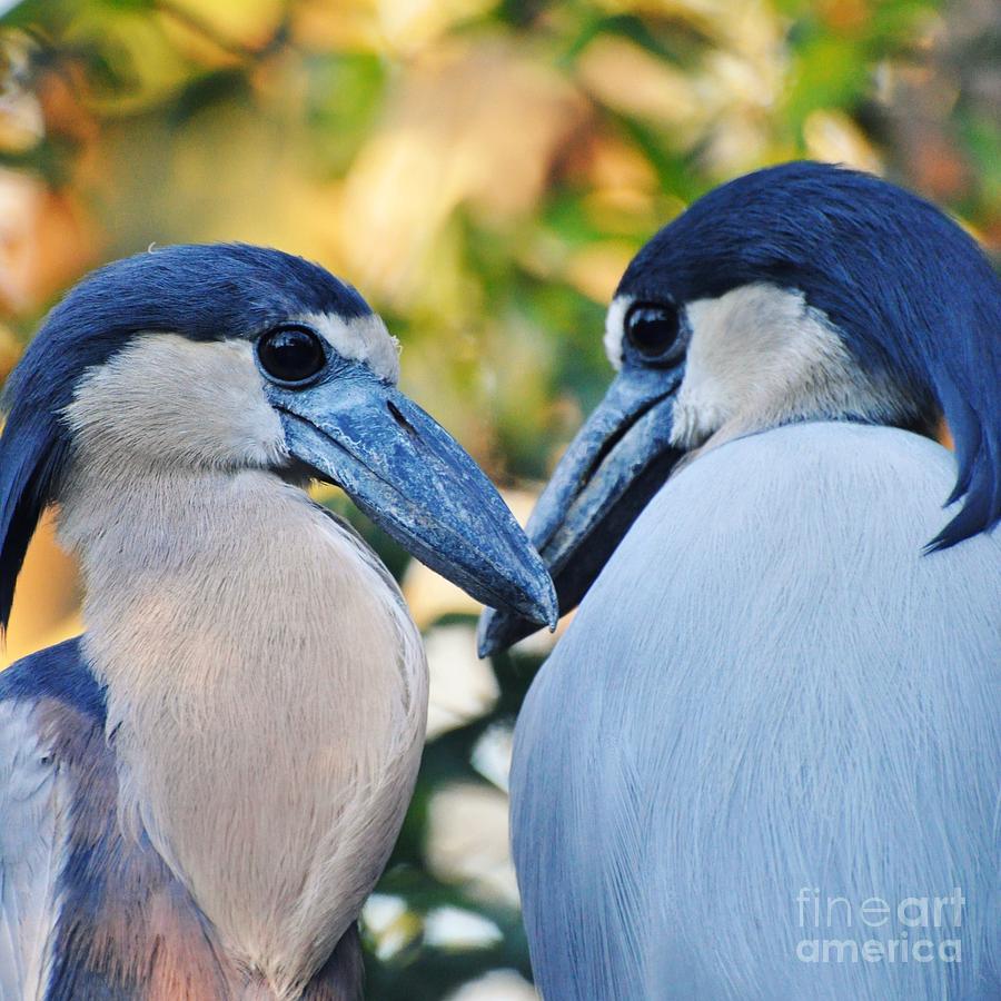 Boat Billed Heron Pair Photograph by Rose  Hill
