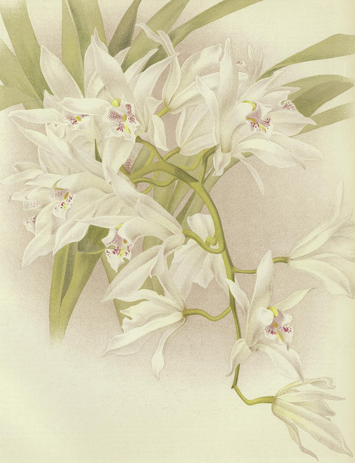 Orchid Painting - Boat Orchid  Cymbidium by English School