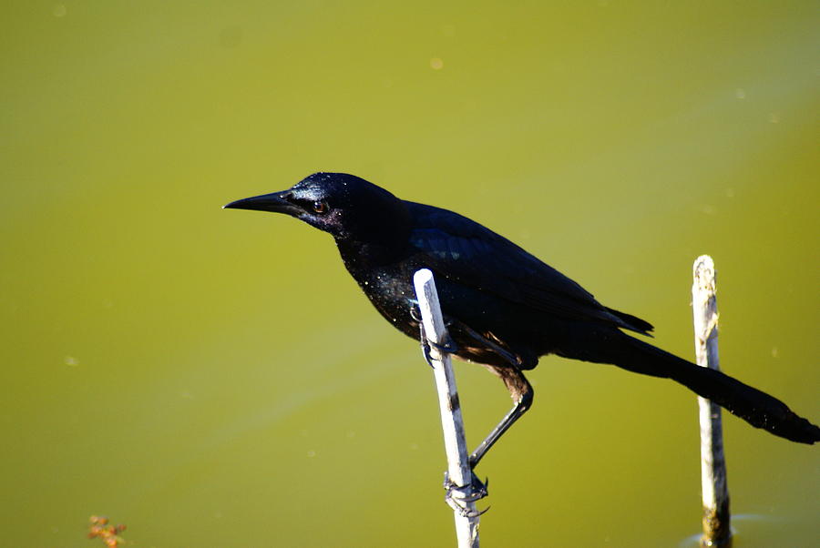 Boat Tail Grackle Photograph by Florene Welebny