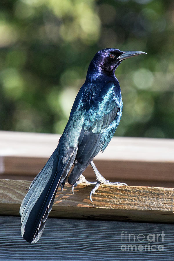 Boat tail grackle Photograph by Rodney Cammauf