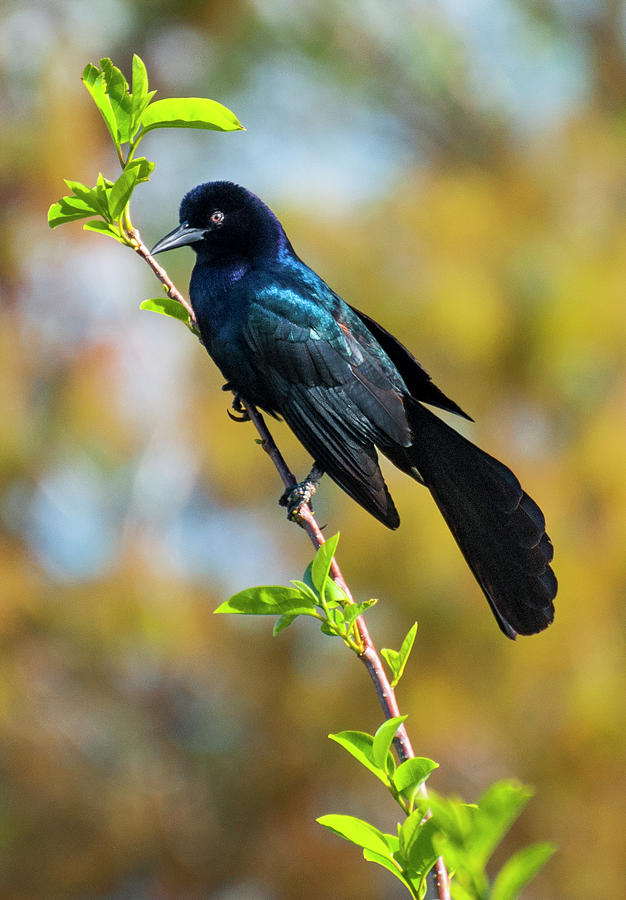 Boat Tailed Grackle Photograph by Ginger Stein