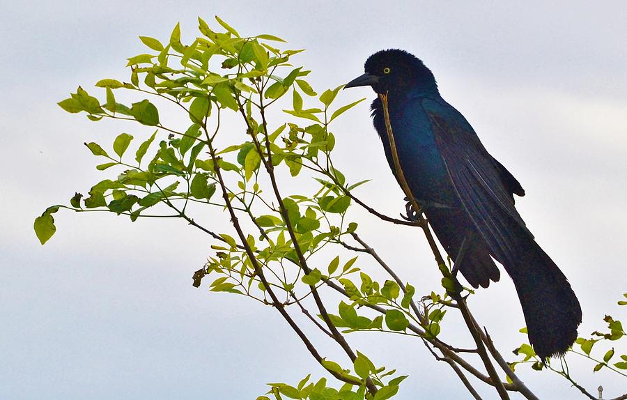 Boat-tailed Grackle Photograph by Eileen Brymer