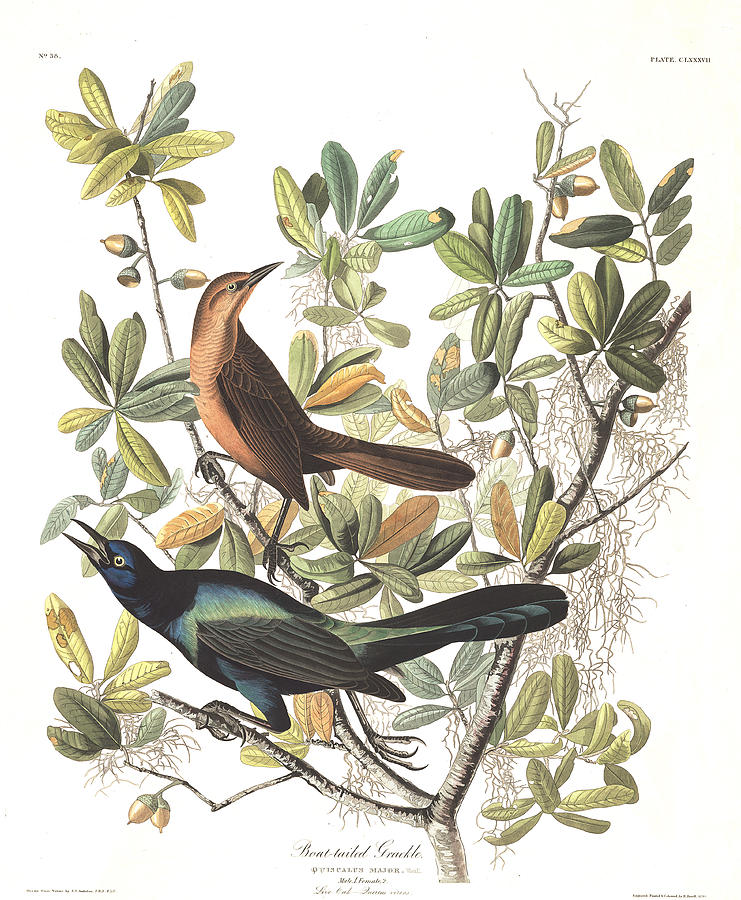 Boat tailed Grackle Painting by MotionAge Designs