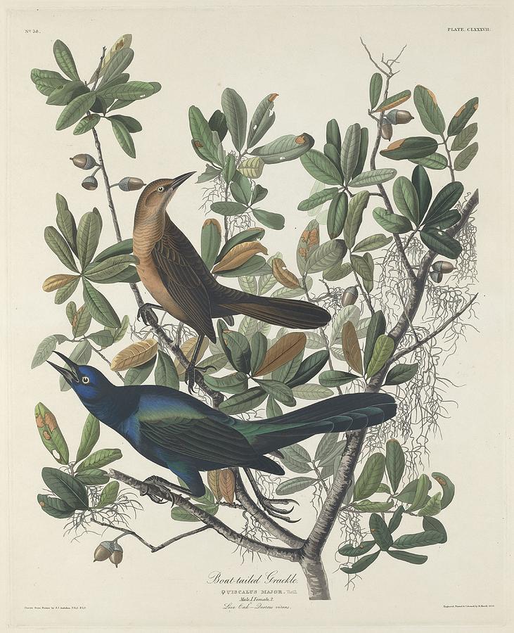 John James Audubon Drawing - Boat-Tailed Grackle by Dreyer Wildlife Print Collections 
