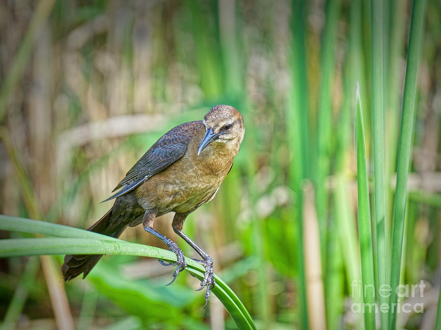 Boat-Tailed Grackle Photograph by Judy Kay