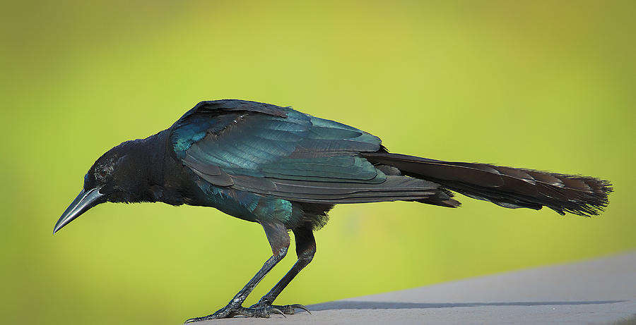 Boat-Tailed Grackle Male Photograph by Richard Goldman