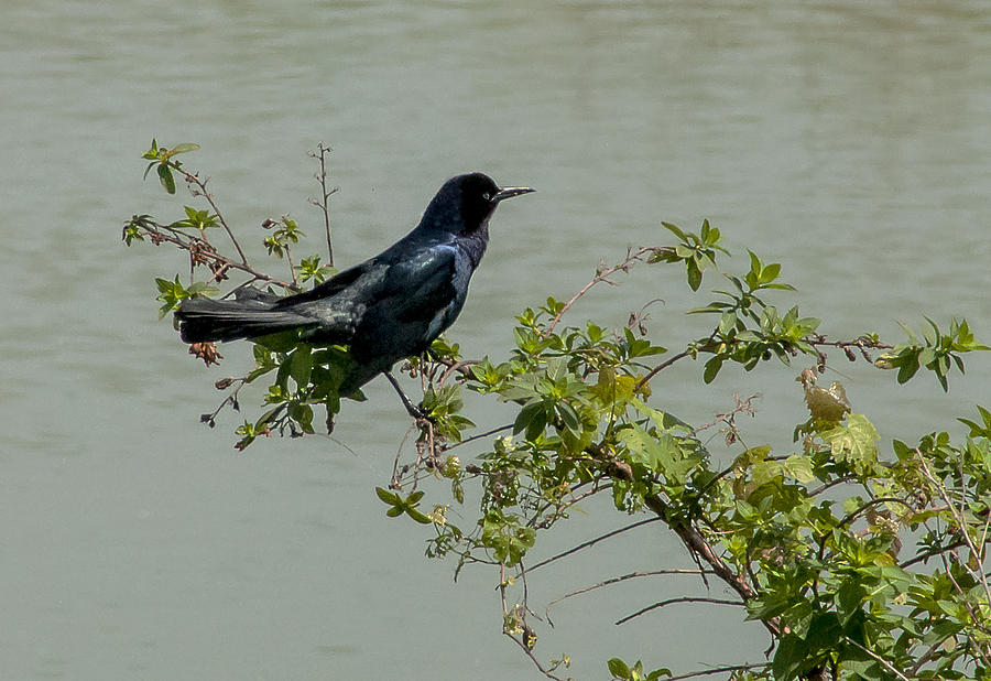 Boat-Tailed Grackle Photograph by Norman Johnson