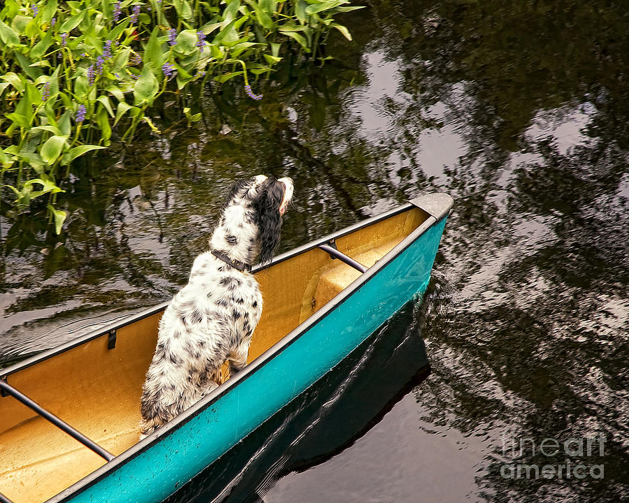  English Setter Boating Photograph by Timothy Flanigan