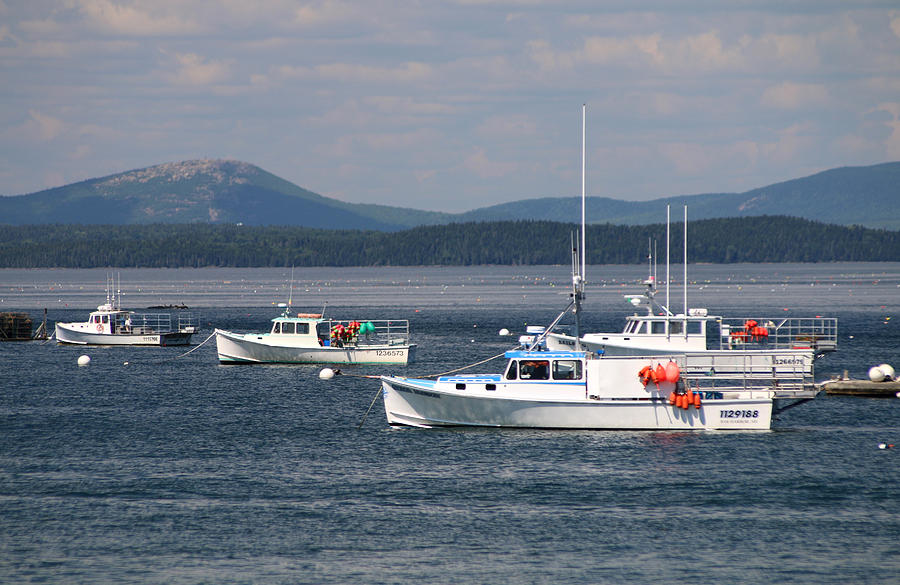 Boats In Bar Harbor Photograph by Living Color Photography Lorraine Lynch