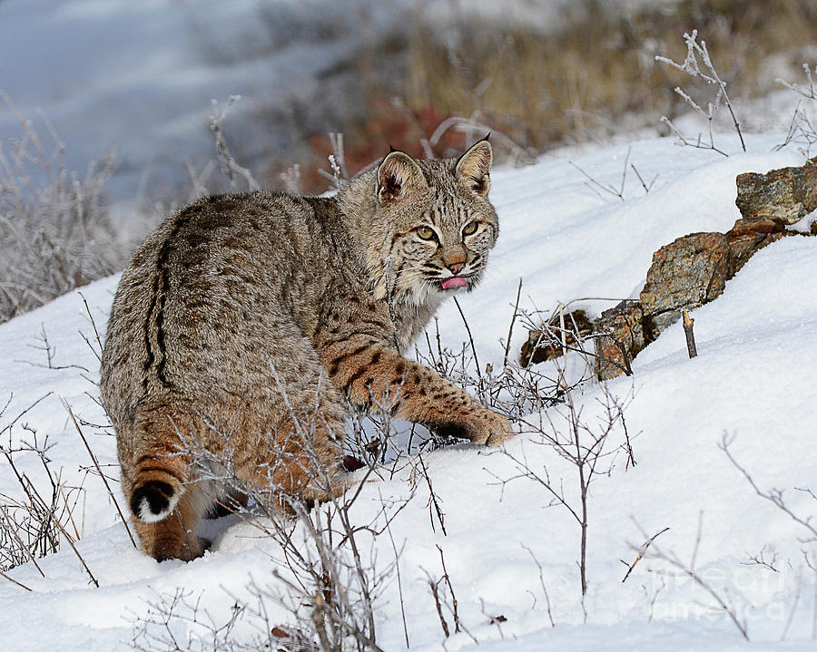 Bob Cat Hunting in Winter Photograph by Dennis Hammer