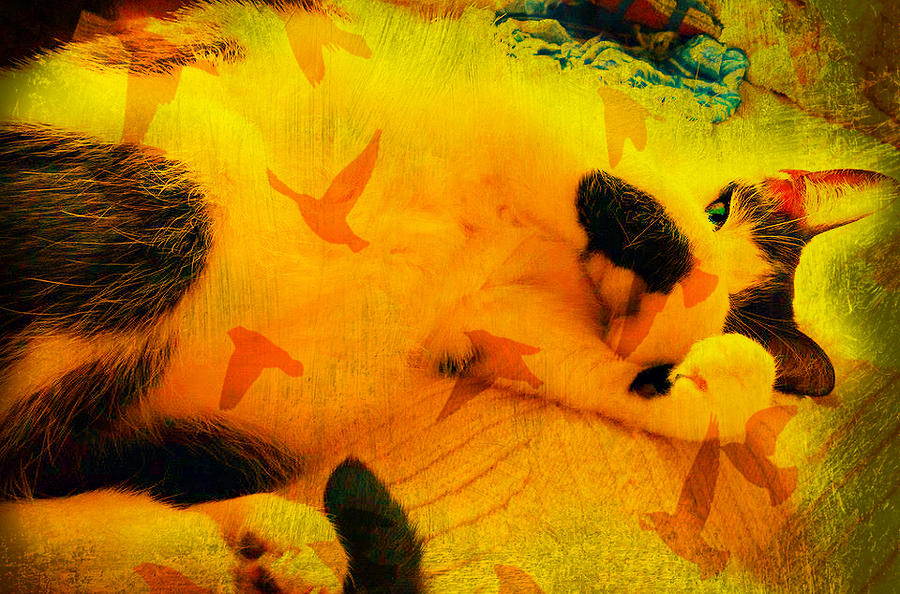 Abstract Photograph - Bob The Abstract Cat--May All Your Dreams Come True by Kathy Barney