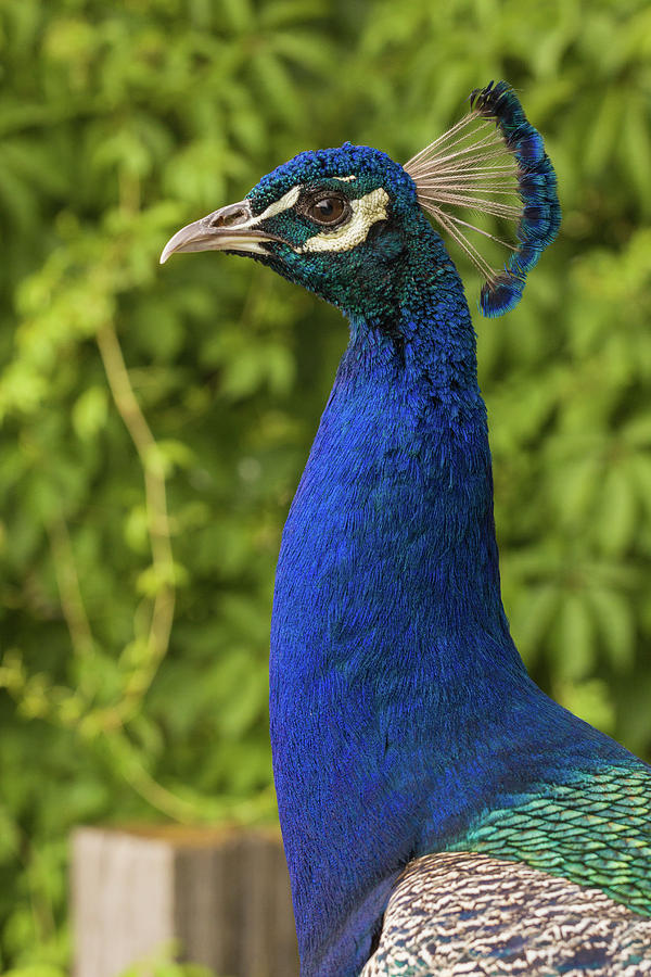 Bob The Peacock Profile Photograph By Karen Forsyth