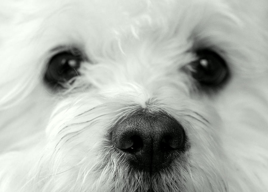 Dog Photograph - Bobbles The Bichon by Tanya Tanski
