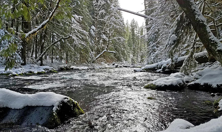 Bobby Creek Oregon Photograph by Lindy Pollard - Fine Art America