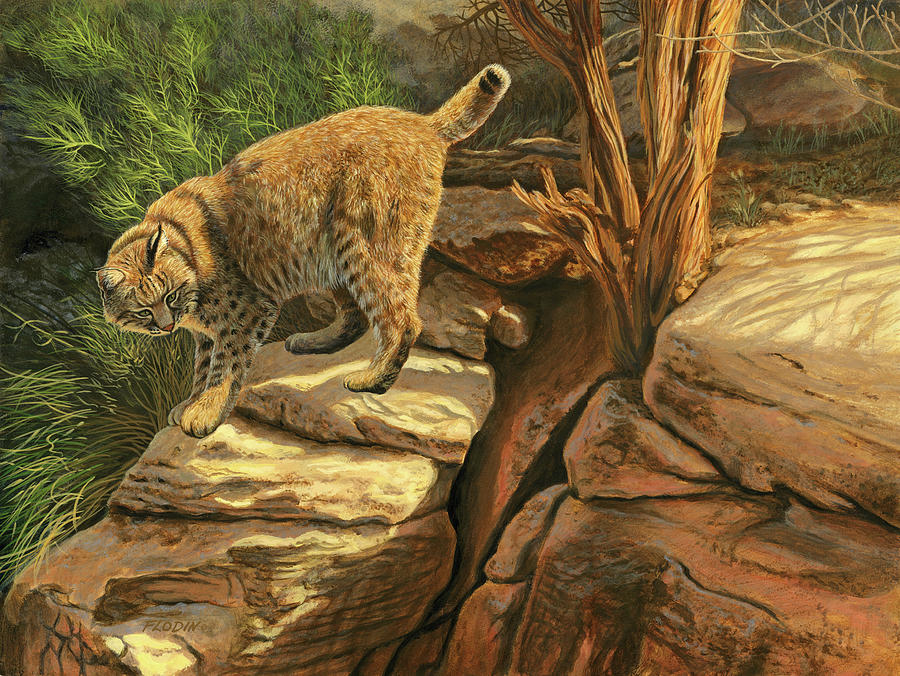Bobcat Adventure, Acrylic Painting Painting by Mick Flodin