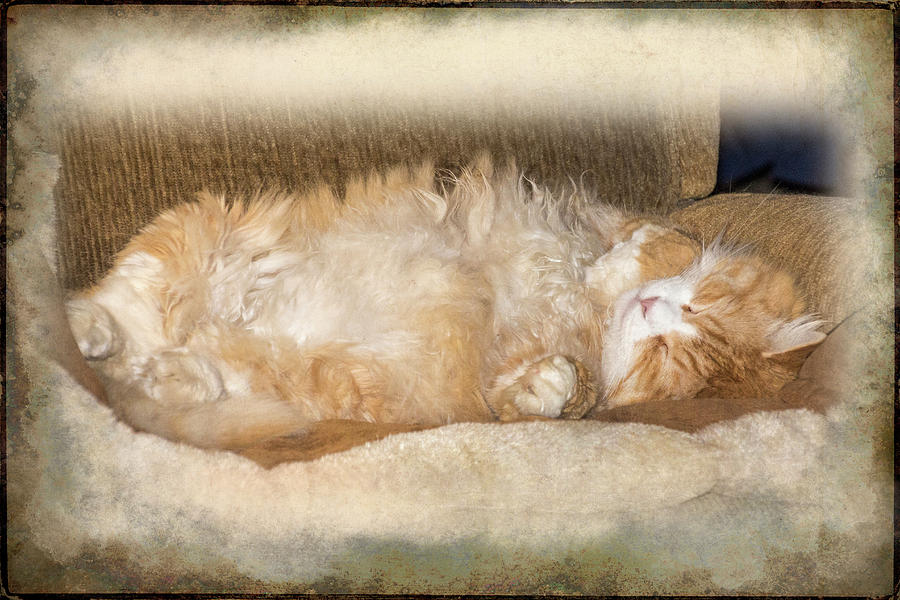 Bobcat Asleep Photograph