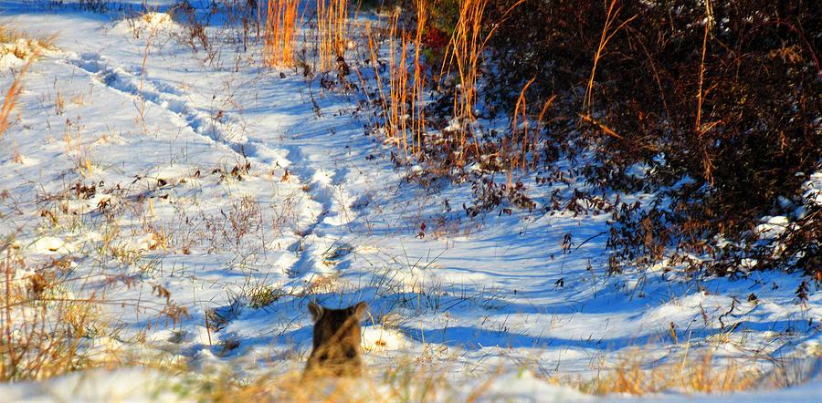 Bobcat Blindspot Photograph by Joshua Bales