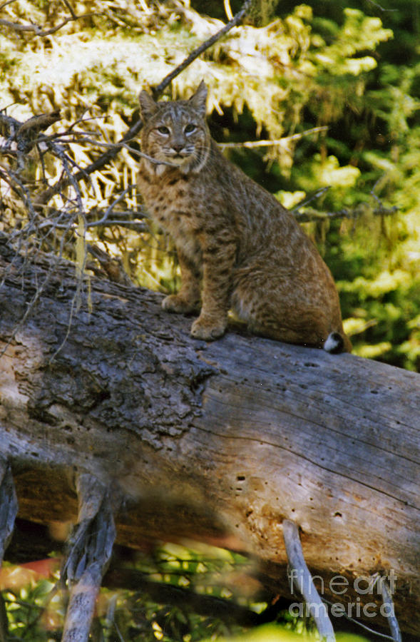 Bobcat Photograph by Cindy Murphy - NightVisions 