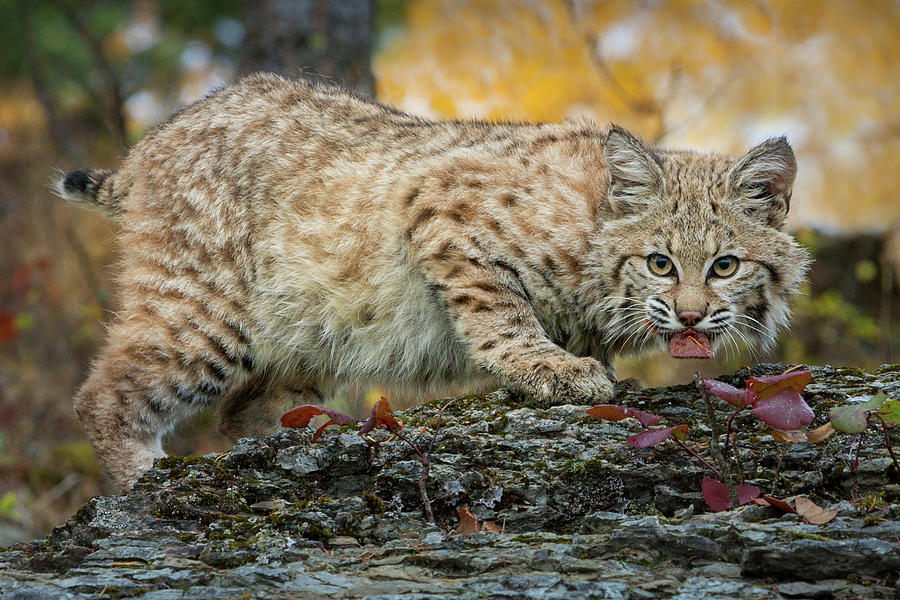 Bobcat Eating Photograph by Jerry Fornarotto