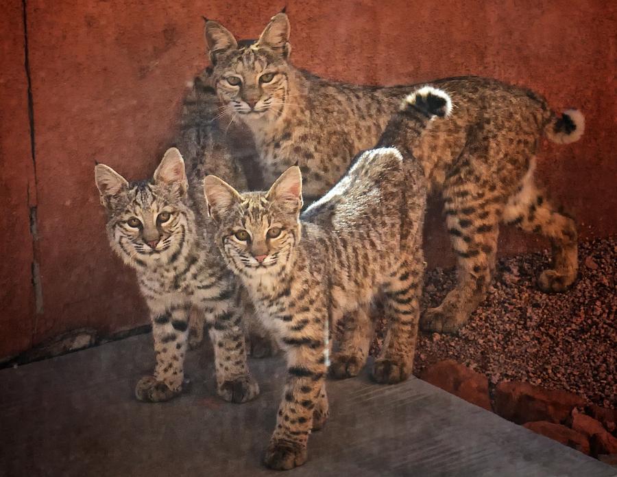 Bobcat Family Photograph by Larry Pollock - Pixels