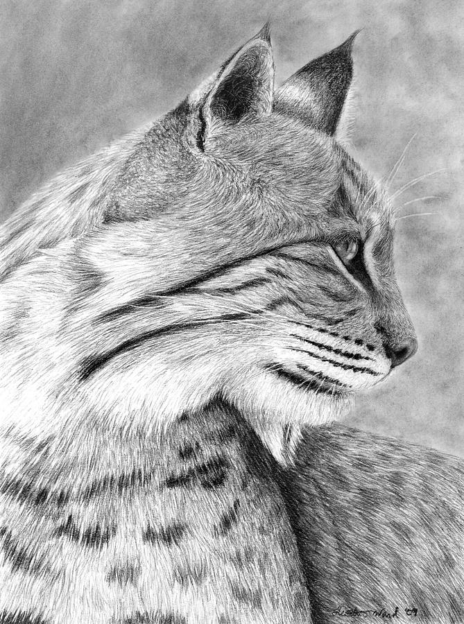 Wildlife Drawing - Bobcat by Heather Ward