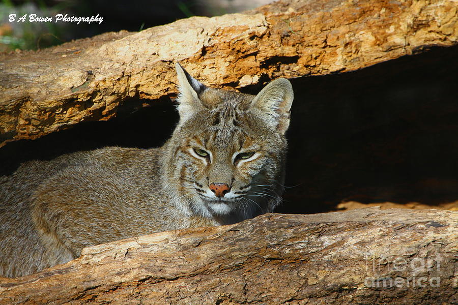 Bobcat Hiding In A Log Photograph
